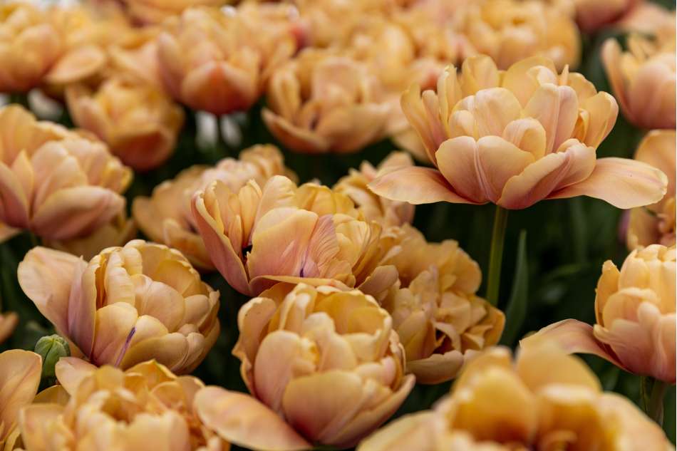 Tulpan 'La Belle Epoque'